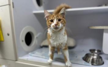 cat adoption photo