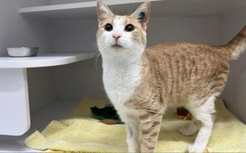 cat adoption photo