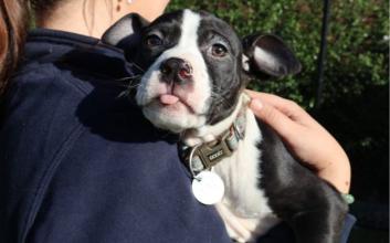 dog adoption photo