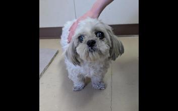 dog adoption photo