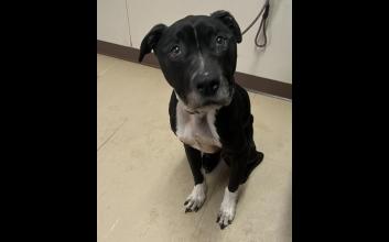 dog adoption photo