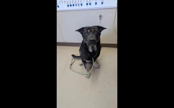 dog adoption photo