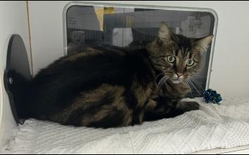 cat adoption photo
