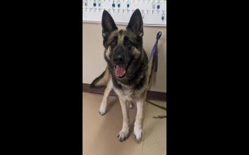 dog adoption photo