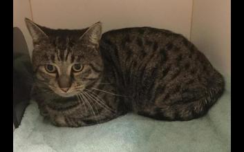 cat adoption photo