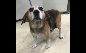 dog adoption photo