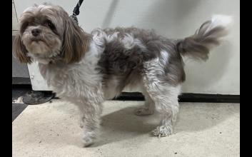 dog adoption photo