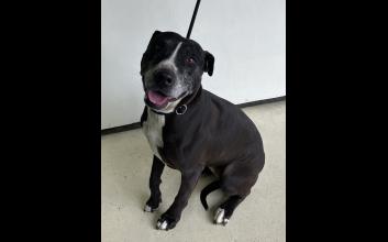 dog adoption photo