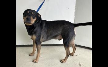 dog adoption photo