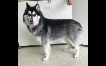 dog adoption photo