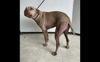 dog adoption photo