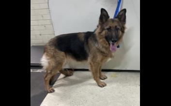 dog adoption photo
