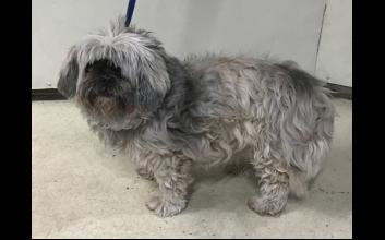 dog adoption photo