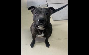 dog adoption photo