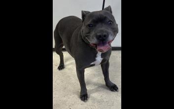 dog adoption photo