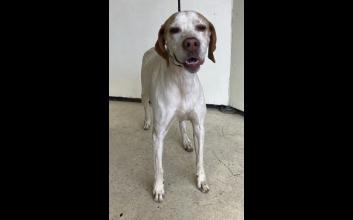 dog adoption photo