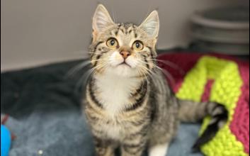 cat adoption photo