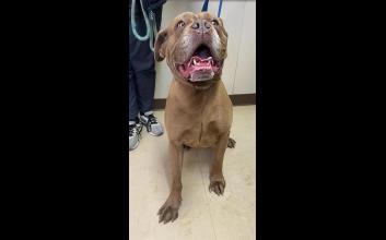 dog adoption photo