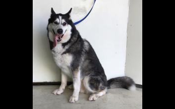 dog adoption photo