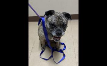 dog adoption photo