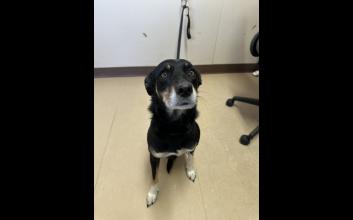 dog adoption photo