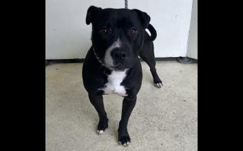 dog adoption photo