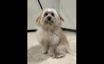 dog adoption photo