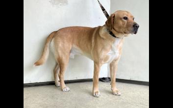 dog adoption photo