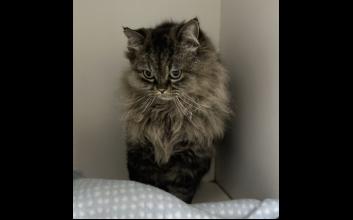 cat adoption photo
