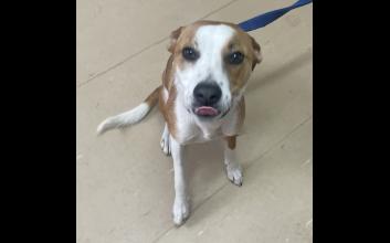dog adoption photo