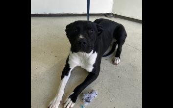 dog adoption photo