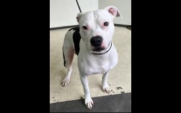 dog adoption photo