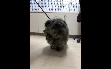 dog adoption photo