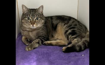 cat adoption photo