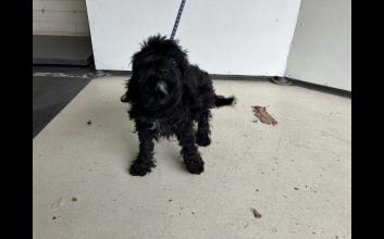 dog adoption photo