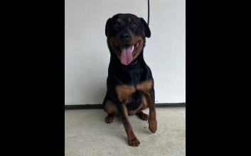 dog adoption photo