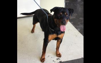 dog adoption photo