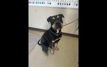 dog adoption photo