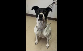 dog adoption photo