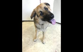 dog adoption photo