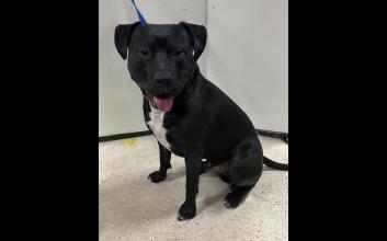 dog adoption photo