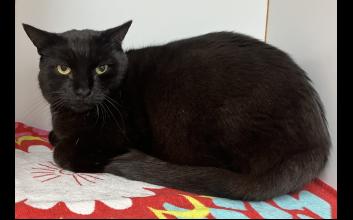 cat adoption photo