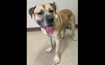 dog adoption photo