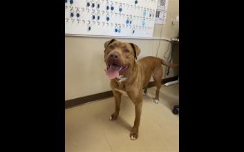 dog adoption photo