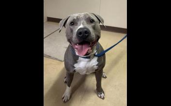 dog adoption photo