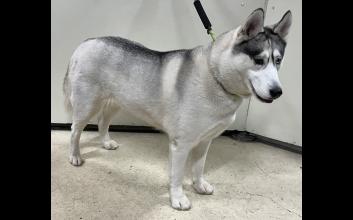 dog adoption photo