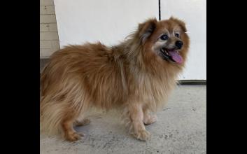 dog adoption photo