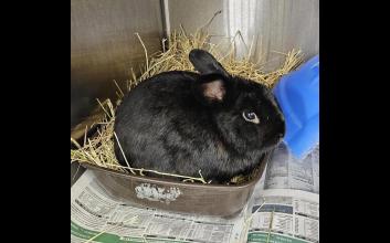 adoption photo