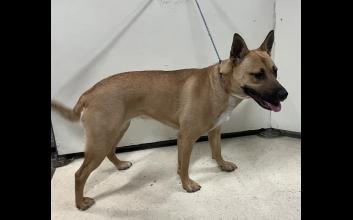 dog adoption photo