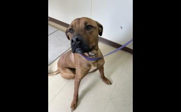 dog adoption photo